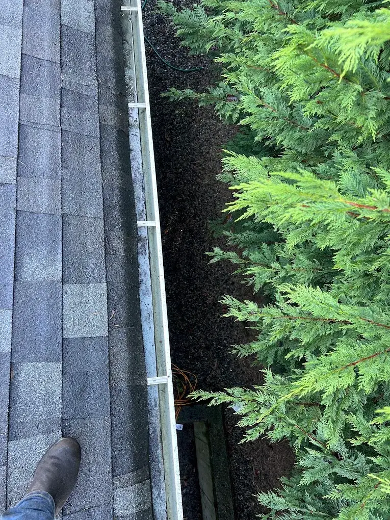 A cleared gutter run photographed from the roof, cedar hedge alongside it