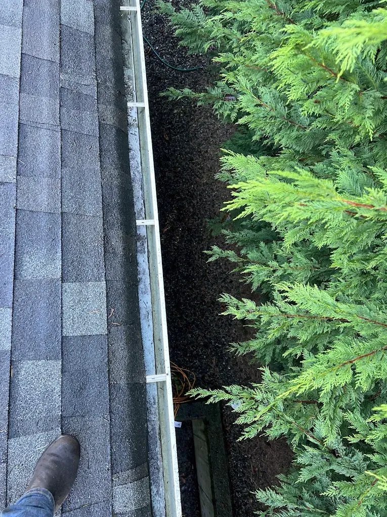 A cleared gutter run photographed from the roof, hedge and garden below