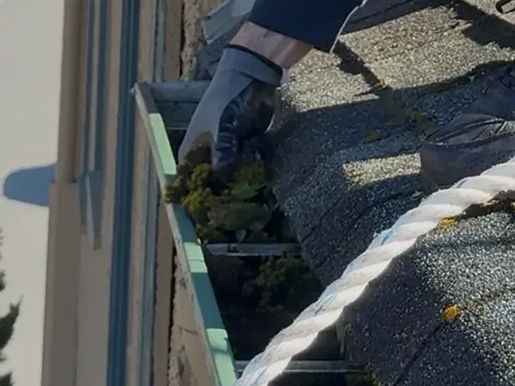 Hand-scooping weeds and moss clumps out of an eavestrough beside the shingles