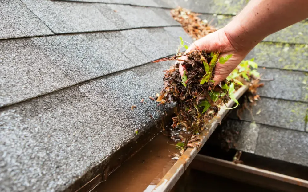 A hand lifting weeds and wet debris out of a gutter holding standing water